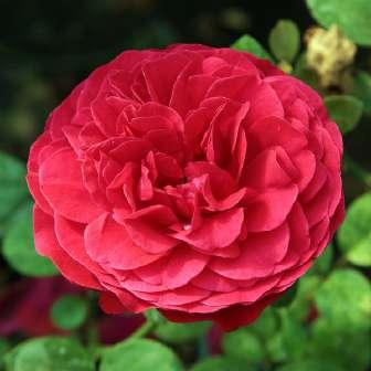 120-200 cm středně Rosa