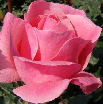 Grandiflora 90-150 cm Rosa