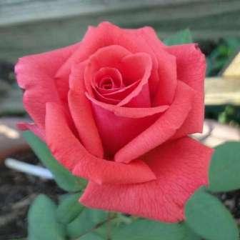 Grandiflora 100-150 cm Rosa