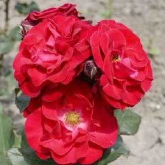 Záhonové růže Rosa Sammetglut -