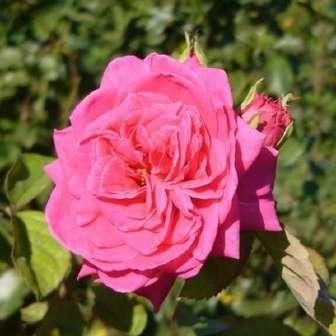 Grandiflora 90-150 cm Rosa Sidney
