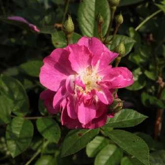 90-150 cm Rosa White Queen Elizabeth