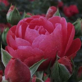 - Grandiflora 185-245 cm středně