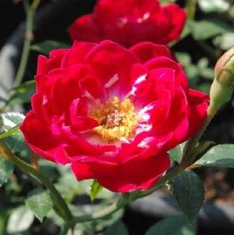 30-50 cm Rosa Dick Koster - Tmavě