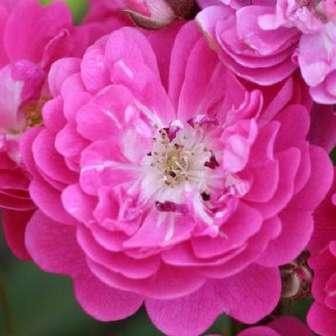 Polyanta 20-50 cm Rosa