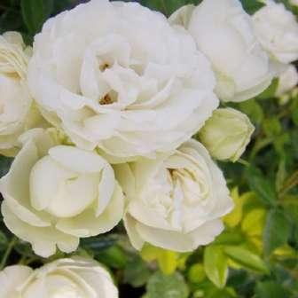 - Polyanta 75-105 cm Rosa