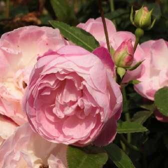 50-70 cm Rosa Sorbet Pink