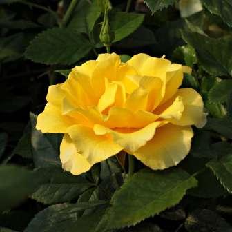 Rosa Adson von Melk -