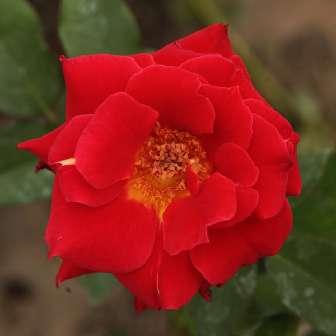 cm - Rosa Alcazar -