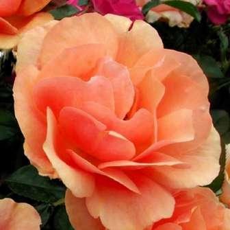- Floribunda 100-120 cm Rosa