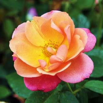 strakatá - Floribunda 40-60 cm