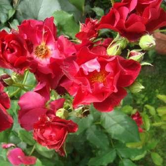 měděno bordová - Floribunda