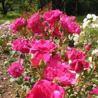 Bordová - Floribunda 50-100 cm