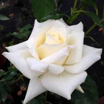 Floribunda 60-100 cm Rosa