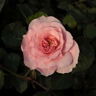 Floribunda 60-80 cm Rosa