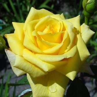 - Bledě růžová - Floribunda