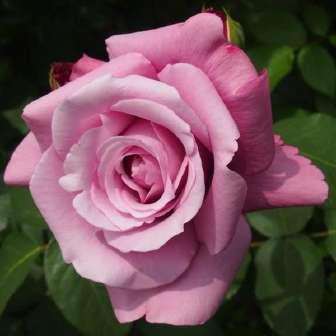 Zlato žlutá - Floribunda