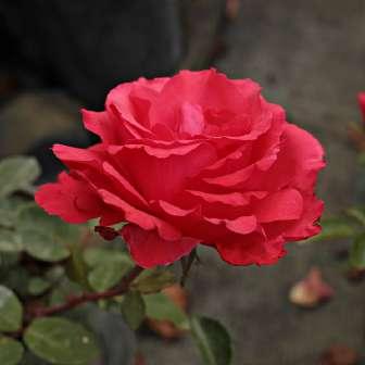 cm středně Rosa Amica