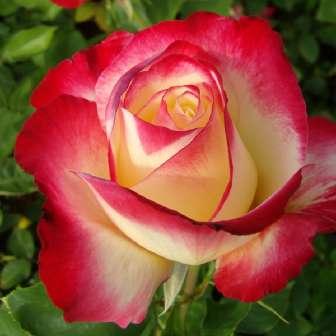 Rosa Double Delight -