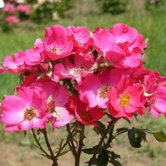 40-50 cm Rosa Buisman's Glory