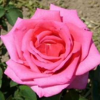 cm středně Rosa Chic Parisien