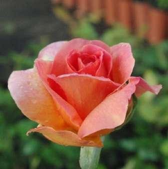 růžovým středem - Floribunda