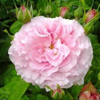 Oranžová - Floribunda 80-150