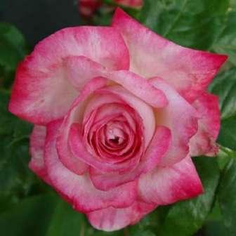 Růžová - Floribunda 100-130 cm