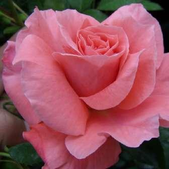 - Floribunda 90-185 cm Rosa
