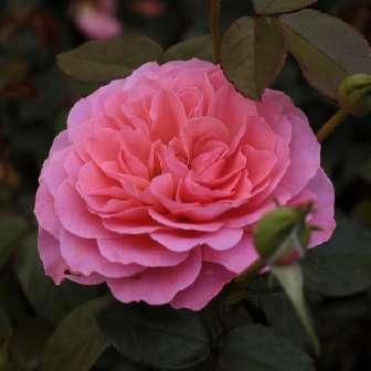 Floribunda 30-70 cm Rosa