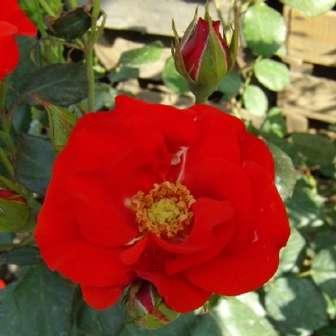 Rosa Forever Royal - Fialová