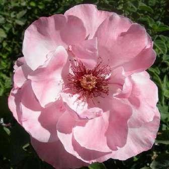 150-300 cm Rosa Frenzy - 0 -