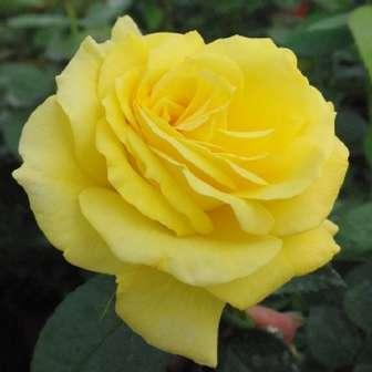 125-180 cm Rosa Golden