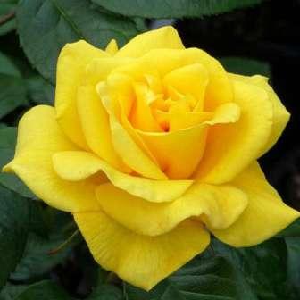 Floribunda 50-60 cm středně