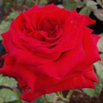 Floribunda 120-150 cm Rosa