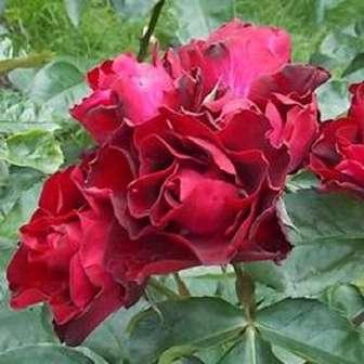 - Floribunda 80-120 cm Rosa