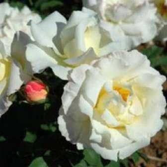 - Floribunda 40-60 cm Rosa