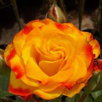 Floribunda 60 cm Rosa