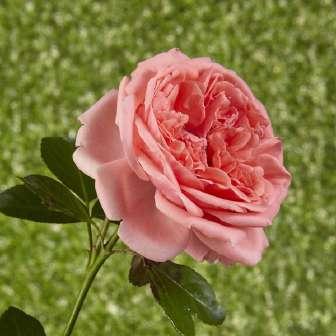 60-80 cm Rosa Kimono -