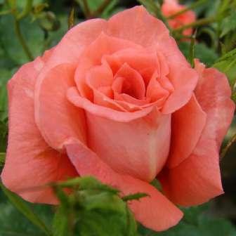 30-70 cm Rosa Diamant - Jemná
