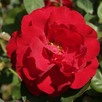 Floribunda 50-90 cm Rosa Lilli