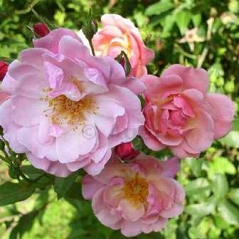 60-100 cm Rosa Märchenland -