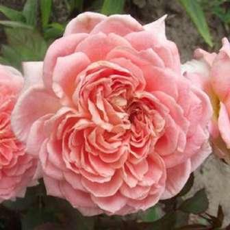 80-150 cm středně Rosa Louise
