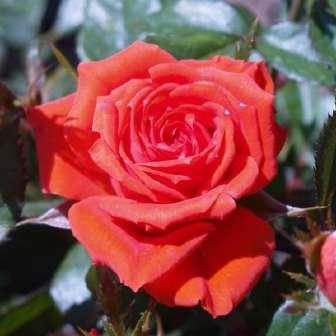 Floribunda 50-100 cm Rosa
