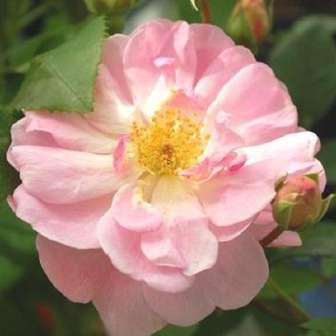 červená - Floribunda 50-90 cm