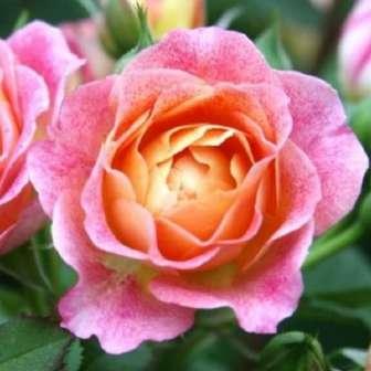 Růžová - Floribunda 50-90 cm