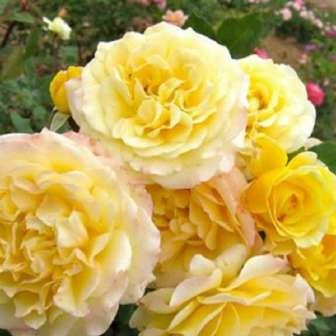- Bordová - Floribunda 70-100 cm