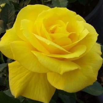 Floribunda 100-130 cm Rosa