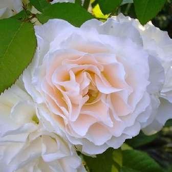 Floribunda 60-90 cm Rosa