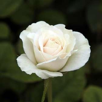 Floribunda 80-120 cm Rosa